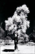 palestine art photos